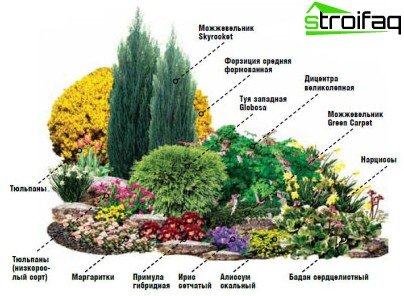 Växter i blomsterrabatt