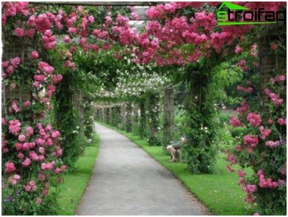 giardino di rose