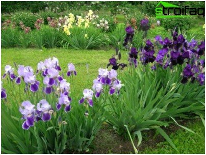 varietà di iris