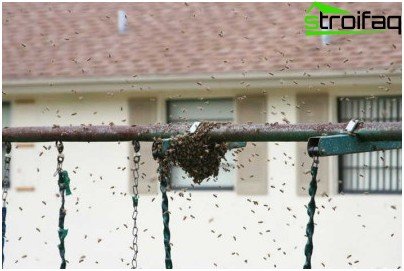hvordan man ødelægger hveps