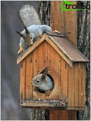 hvordan man bygger et egern